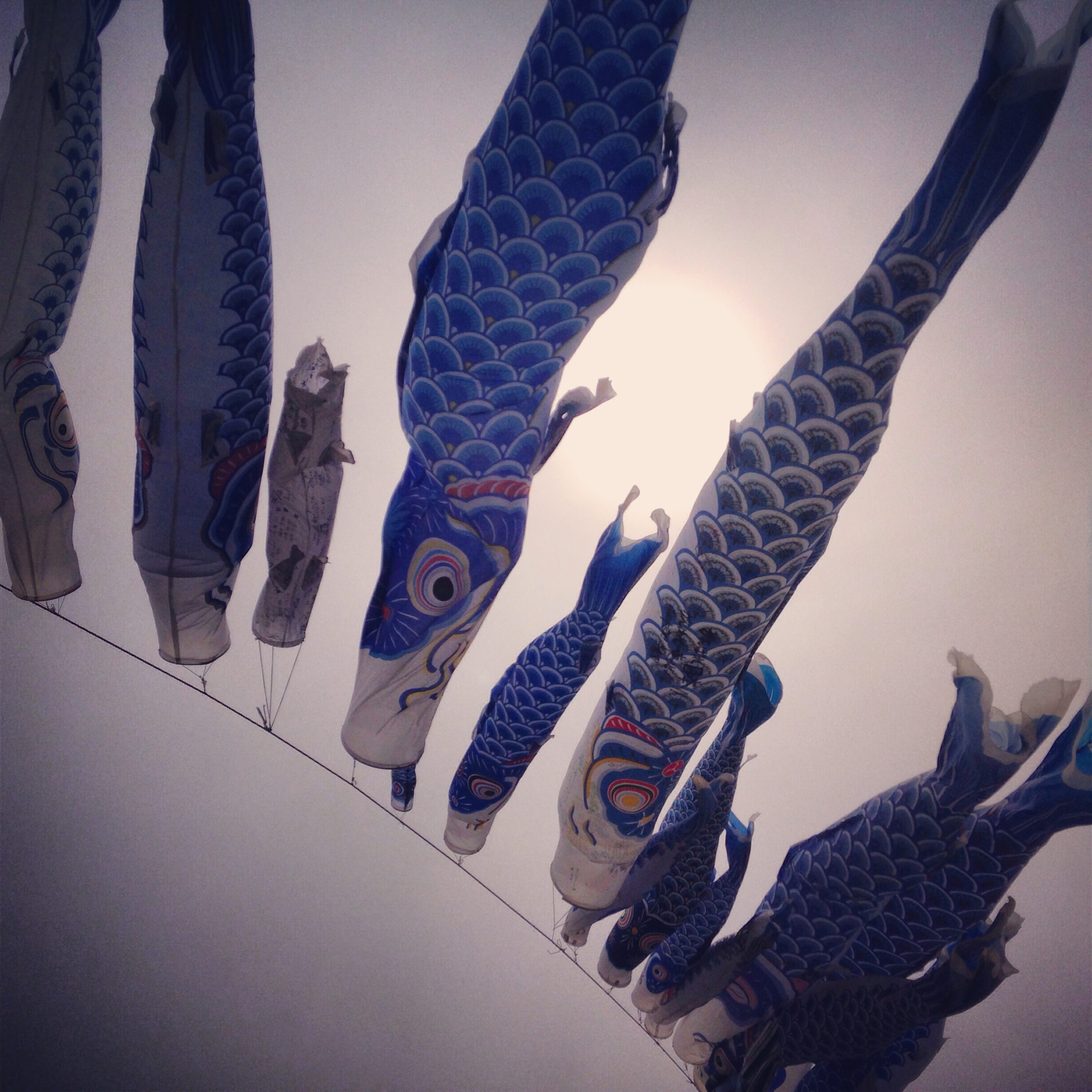 宮城県東松島市復興支援　ボランティア体験記 3 　青い鯉のぼりプロジェクト
